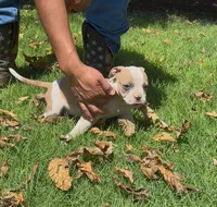 Pretty, a female American Bulldog for sale in Madera, CA – 2 of 6