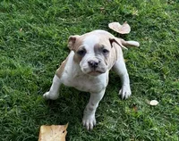 Pretty, a female American Bulldog for sale in Madera, CA – 7 of 7