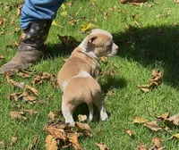 Pretty, a female American Bulldog for sale in Madera, CA – 5 of 6