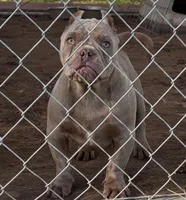 Caramello, a male American Bully for sale in Madera, CA – Photo 7 of 10