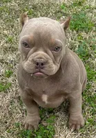 Caramello, a male American Bully for sale in Madera, CA – Photo 8 of 10