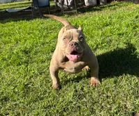 Caramello, a male American Bully for sale in Madera, CA – Photo 3 of 10