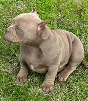 Caramello, a male American Bully for sale in Madera, CA – Photo 9 of 10