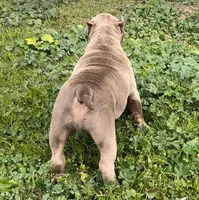 Caramello, a male American Bully for sale in Madera, CA – Photo 6 of 10
