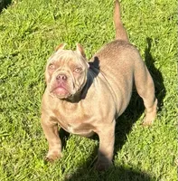 Caramello, a male American Bully for sale in Madera, CA – Photo 2 of 10