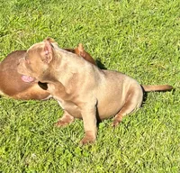 Caramello, a male American Bully for sale in Madera, CA – Photo 5 of 10