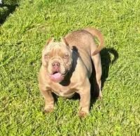 Caramello, a male American Bully for sale in Madera, CA – Photo 1 of 10