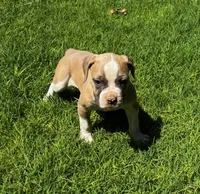 Bully, a male American Bulldog for sale in Madera, CA – 2 of 3