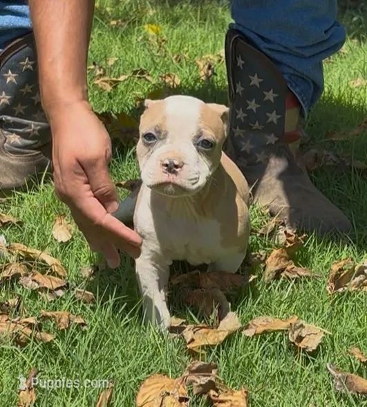 Pretty – American Bulldog puppy for sale in Madera, CA