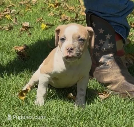 Capone – American Bulldog puppy for sale in Madera, CA