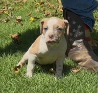 Capone, a male American Bulldog for sale in Madera, CA – 1 of 3