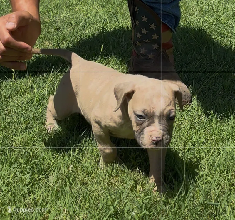 Canela – American Bulldog puppy for sale in Madera, CA