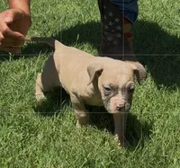 Canela, a female American Bulldog for sale in Madera, CA – 1 of 2