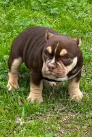 Coco$, a female American Bully for sale in Madera, CA – Photo 7 of 10
