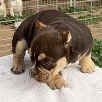 Coco$, a female American Bully for sale in Madera, CA – Photo 8 of 10