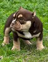 Coco$, a female American Bully for sale in Madera, CA – Photo 9 of 10