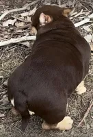 Coco$, a female American Bully for sale in Madera, CA – Photo 6 of 10