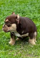 Coco$, a female American Bully for sale in Madera, CA – Photo 5 of 10