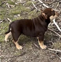 Coco$, a female American Bully for sale in Madera, CA – Photo 10 of 10