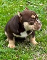 Coco$, a female American Bully for sale in Madera, CA – Photo 4 of 10