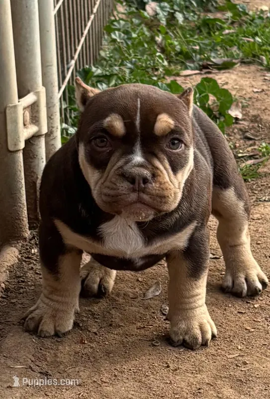 Coco$, a female American Bully for sale in Madera, CA – Photo 1 of 10