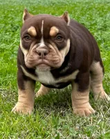 Coco$, a female American Bully for sale in Madera, CA – Photo 2 of 10