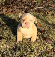 Rosy, a female American Bulldog for sale in Madera, CA – Photo 2 of 10