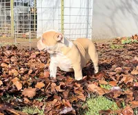 Rosy, a female American Bulldog for sale in Madera, CA – Photo 10 of 10