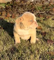 Rosy, a female American Bulldog for sale in Madera, CA – Photo 3 of 10