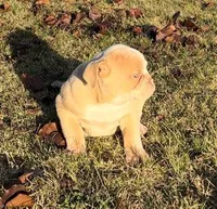 Rosy, a female American Bulldog for sale in Madera, CA – Photo 5 of 10