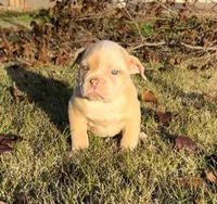 Rosy, a female American Bulldog for sale in Madera, CA – Photo 4 of 10