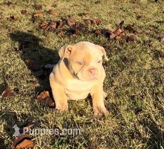 Rosy, a female American Bulldog for sale in Madera, CA – Photo 1 of 10