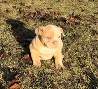 Rosy, a female American Bulldog for sale in Madera, CA – Photo 1 of 10