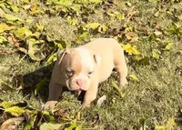 Rosy, a female American Bulldog for sale in Madera, CA – Photo 8 of 10