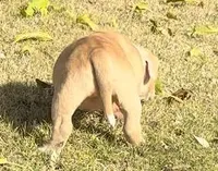 Rosy, a female American Bulldog for sale in Madera, CA – Photo 6 of 10