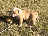 Rosy, a female American Bulldog for sale in Madera, CA – Photo 9 of 10