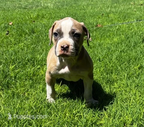 Bully – American Bulldog puppy for sale in Madera, CA
