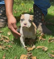 Pretty, a female American Bulldog for sale in Madera, CA – 6 of 6