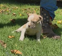 Capone, a male American Bulldog for sale in Madera, CA – 2 of 3