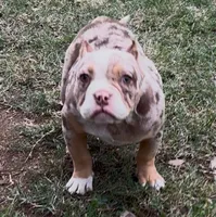 Merle, a male American Bully for sale in Madera, CA – Photo 3 of 10