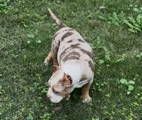 Merle, a male American Bully for sale in Madera, CA – Photo 8 of 10