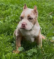 Merle, a male American Bully for sale in Madera, CA – Photo 10 of 10