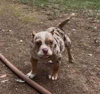 Merle, a male American Bully for sale in Madera, CA – Photo 1 of 10