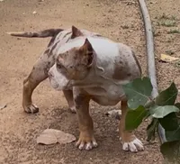 Merle, a male American Bully for sale in Madera, CA – Photo 7 of 10