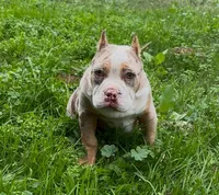 Merle, a male American Bully for sale in Madera, CA – Photo 2 of 10