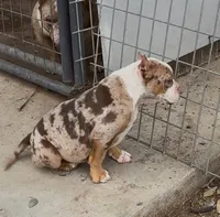 Merle, a male American Bully for sale in Madera, CA – Photo 4 of 10