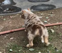 Merle, a male American Bully for sale in Madera, CA – Photo 9 of 10