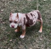 Merle, a male American Bully for sale in Madera, CA – Photo 5 of 10