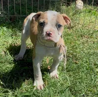 Pretty, a female American Bulldog for sale in Madera, CA – 3 of 6