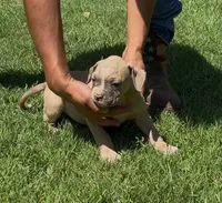 Canela, a female American Bulldog for sale in Madera, CA – 2 of 2